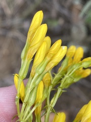 Sebaea hymenosepala