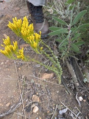 Sebaea hymenosepala