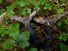 Hydnellum suaveolens