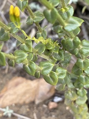 Sebaea hymenosepala