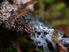 Hydnellum suaveolens