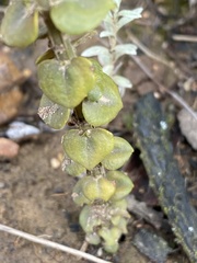 Sebaea hymenosepala