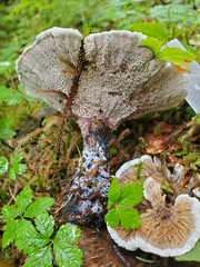 Hydnellum suaveolens