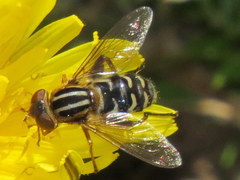 Anasimyia