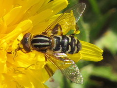 Anasimyia