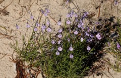 Pigea calycina