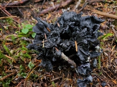 Polyozellus purpureoniger