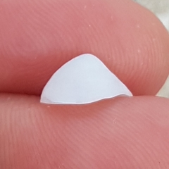 Calyptraea chinensis