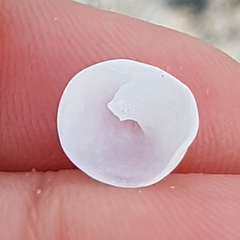 Calyptraea chinensis