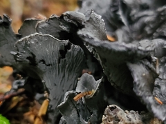 Polyozellus purpureoniger