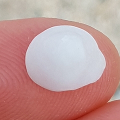 Calyptraea chinensis