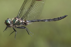 Somatochlora brevicincta