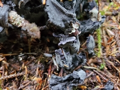 Polyozellus purpureoniger