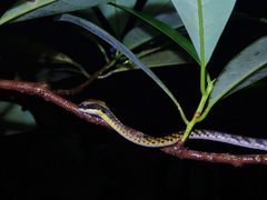 Dendrelaphis striatus