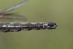 Somatochlora brevicincta