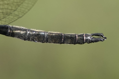 Somatochlora brevicincta