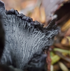 Polyozellus purpureoniger