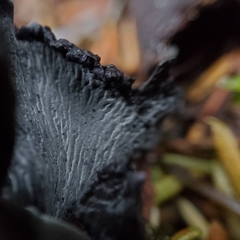 Polyozellus purpureoniger