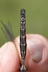 Somatochlora brevicincta