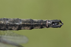 Somatochlora brevicincta