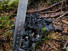 Polyozellus purpureoniger