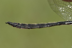 Somatochlora brevicincta