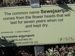 Syncarpha argyropsis