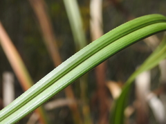 Cladium procerum