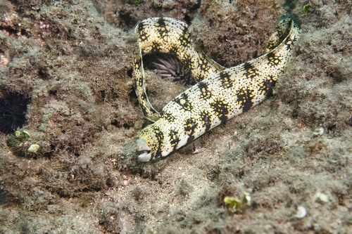 Snowflake Moray