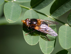 Cyphipelta rufocyanea