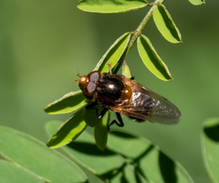 Cyphipelta rufocyanea