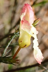 Lechenaultia linarioides