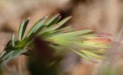 Lechenaultia linarioides