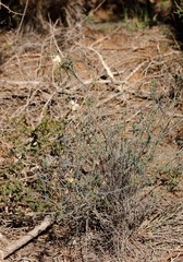 Lechenaultia linarioides