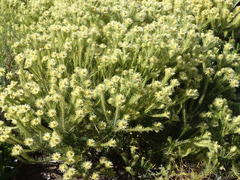 Phylica pubescens