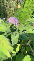 Hydrangea sargentiana