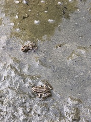 Pelophylax shqipericus