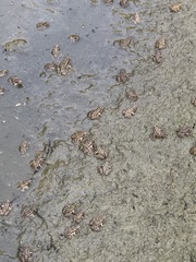 Pelophylax shqipericus