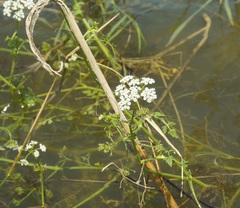 Oenanthe aquatica