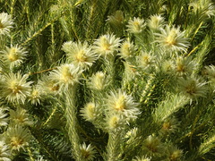 Phylica pubescens