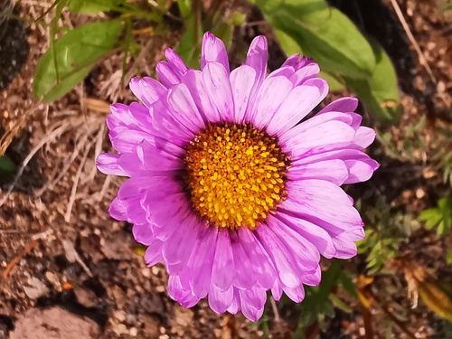 Erigeron thunbergii iNat (2)
