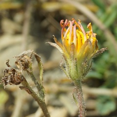 Crepis foetida