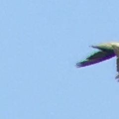 Ptyonoprogne rupestris