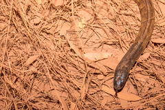 Aspidites melanocephalus