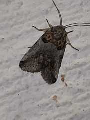 Aleptina clinopetes