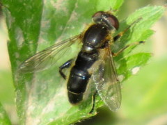 Anasimyia bilinearis