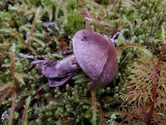 Cortinarius camphoratus