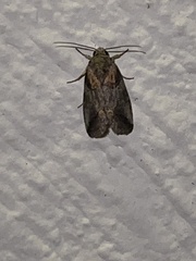 Aleptina clinopetes