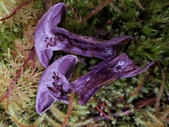 Cortinarius camphoratus