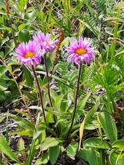 Erigeron thunbergii